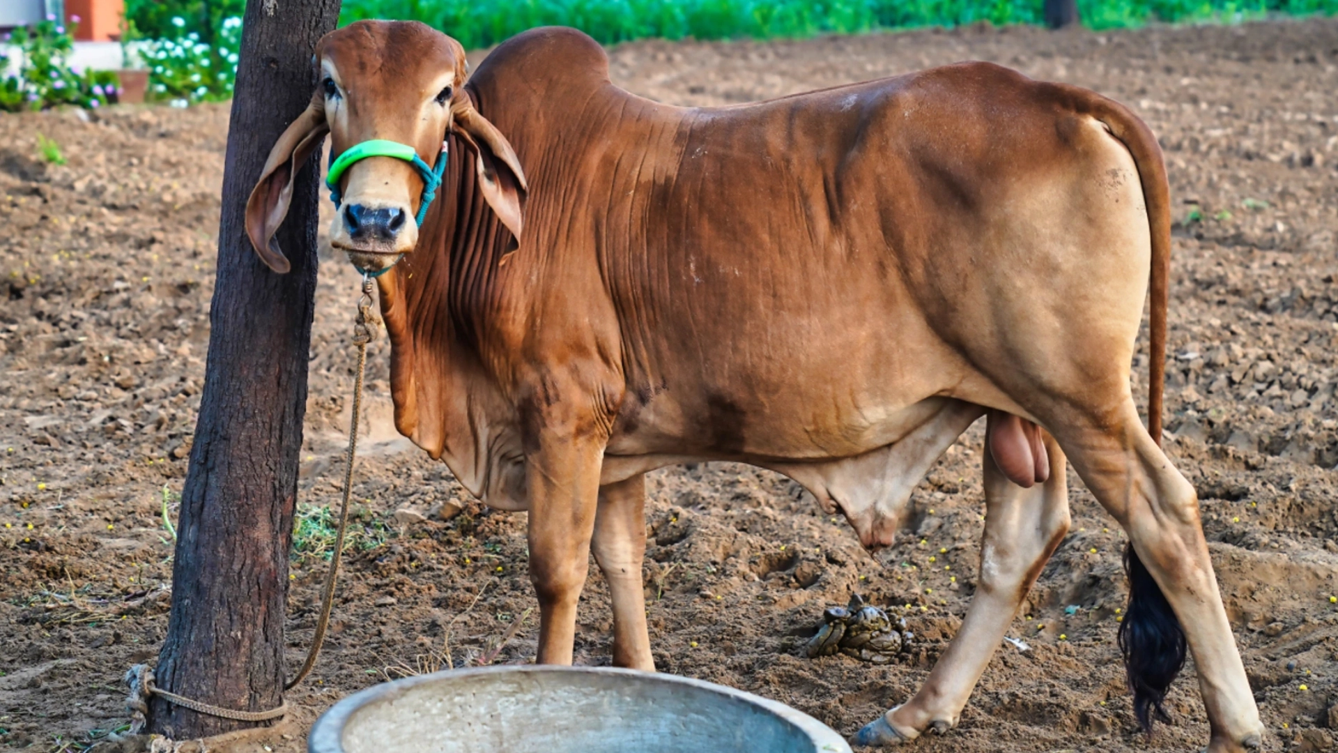 Indigenous Cow Breeds for Small Farms in India