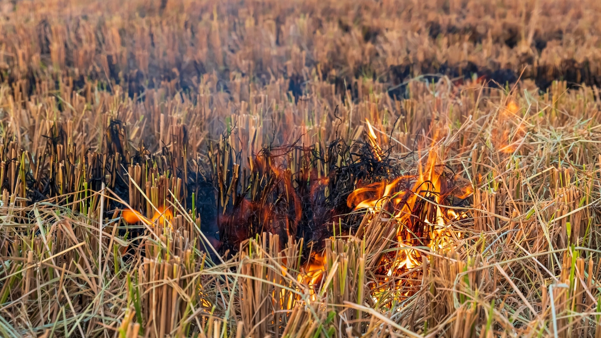 Crop Residue Management Without Burning