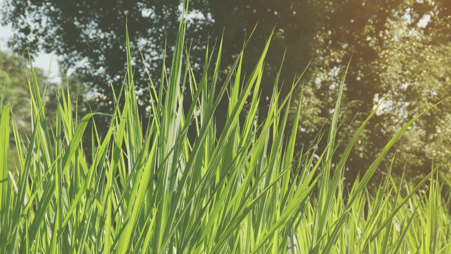 Why Fodder Fails Before Milk Does in Small Dairy Farms of Birbhum