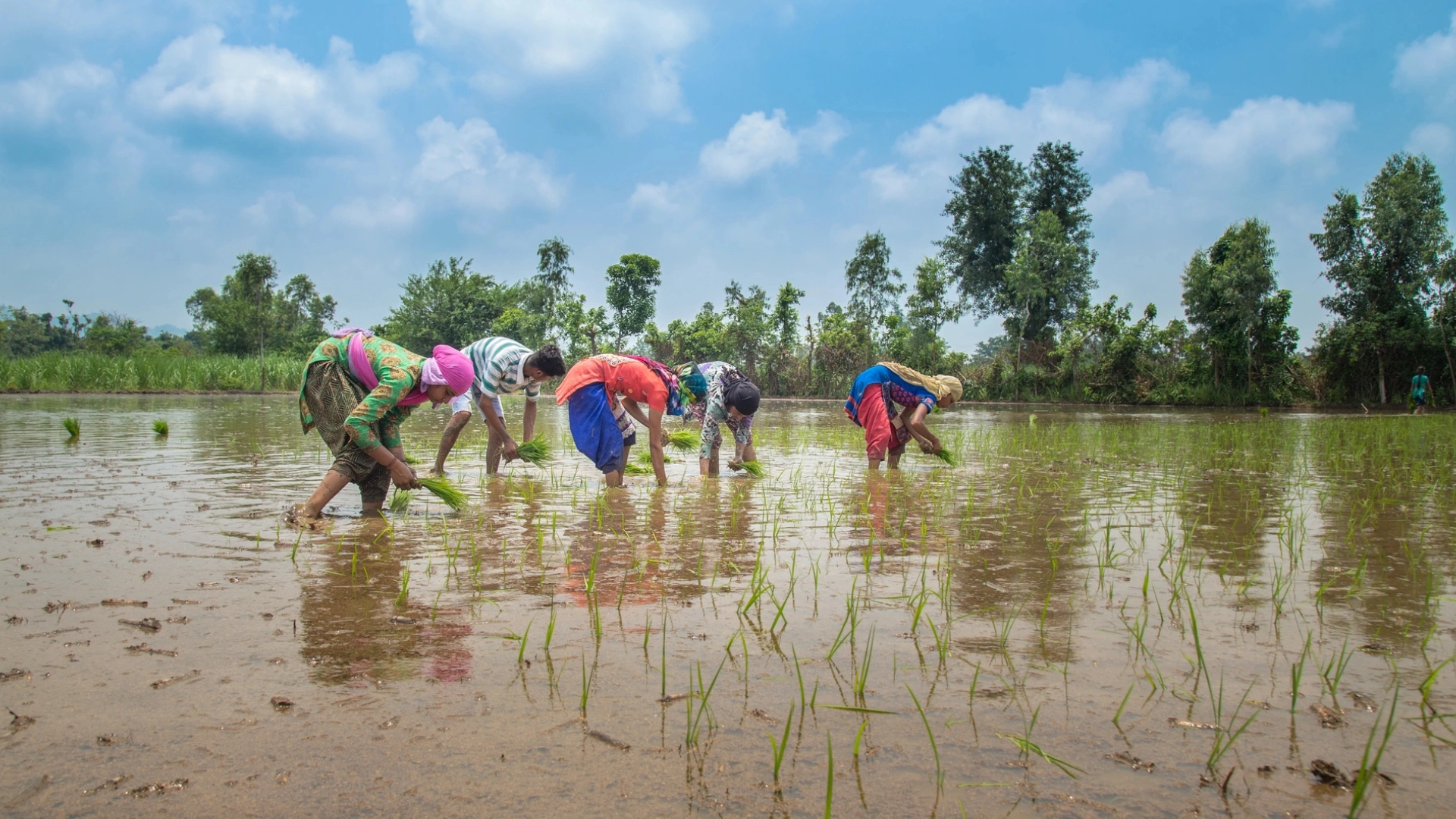Natural Farming Cost Breakdown on Small Land