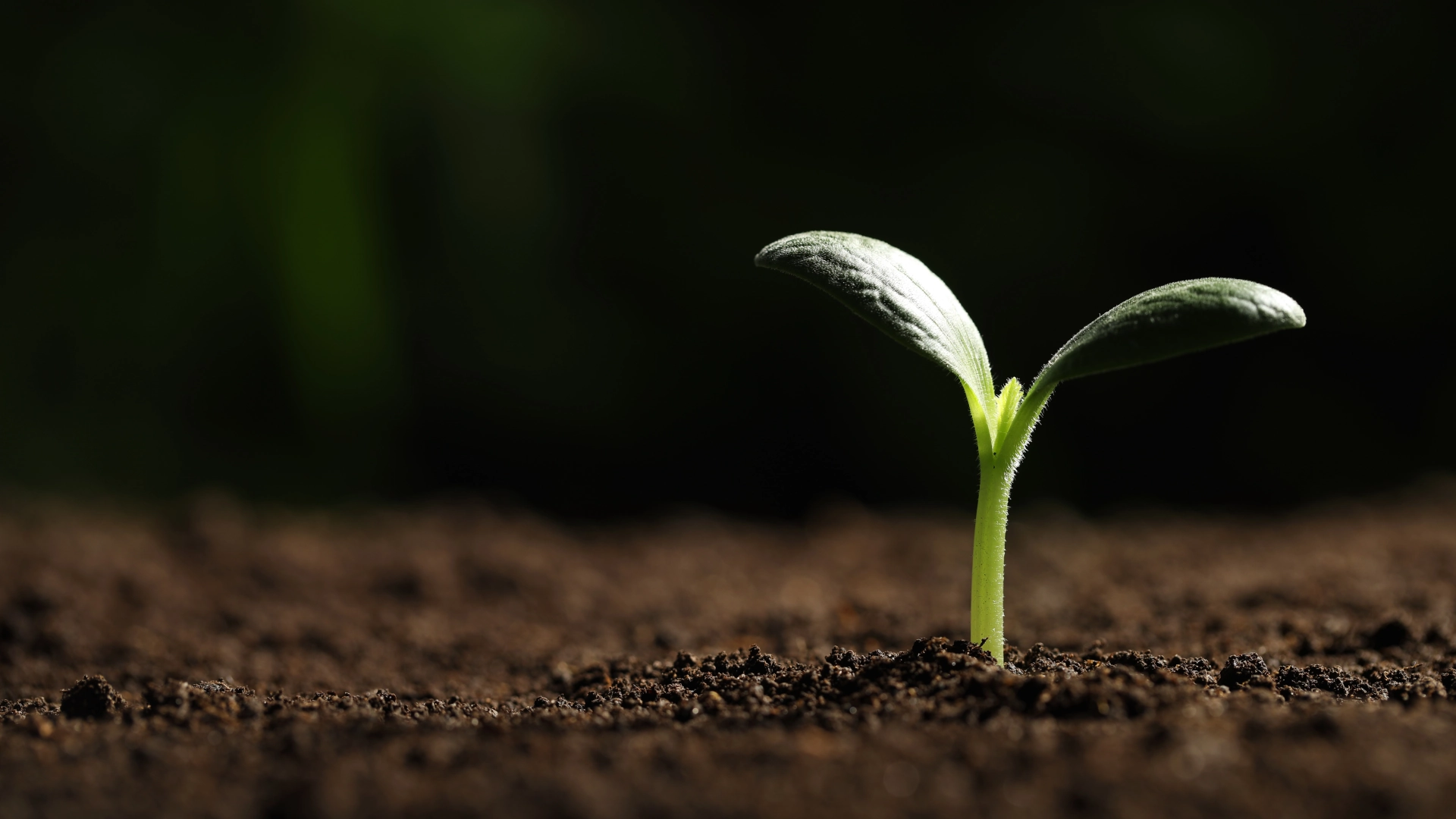 Does Jeevamrut Improve Soil or Only Stimulate Microbes Temporarily? Our Field Observation