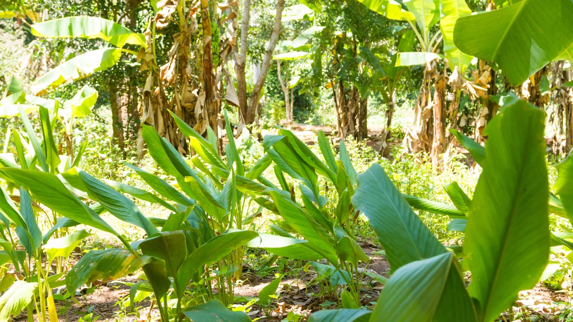 The Hidden Spices Growing Under Banana Trees