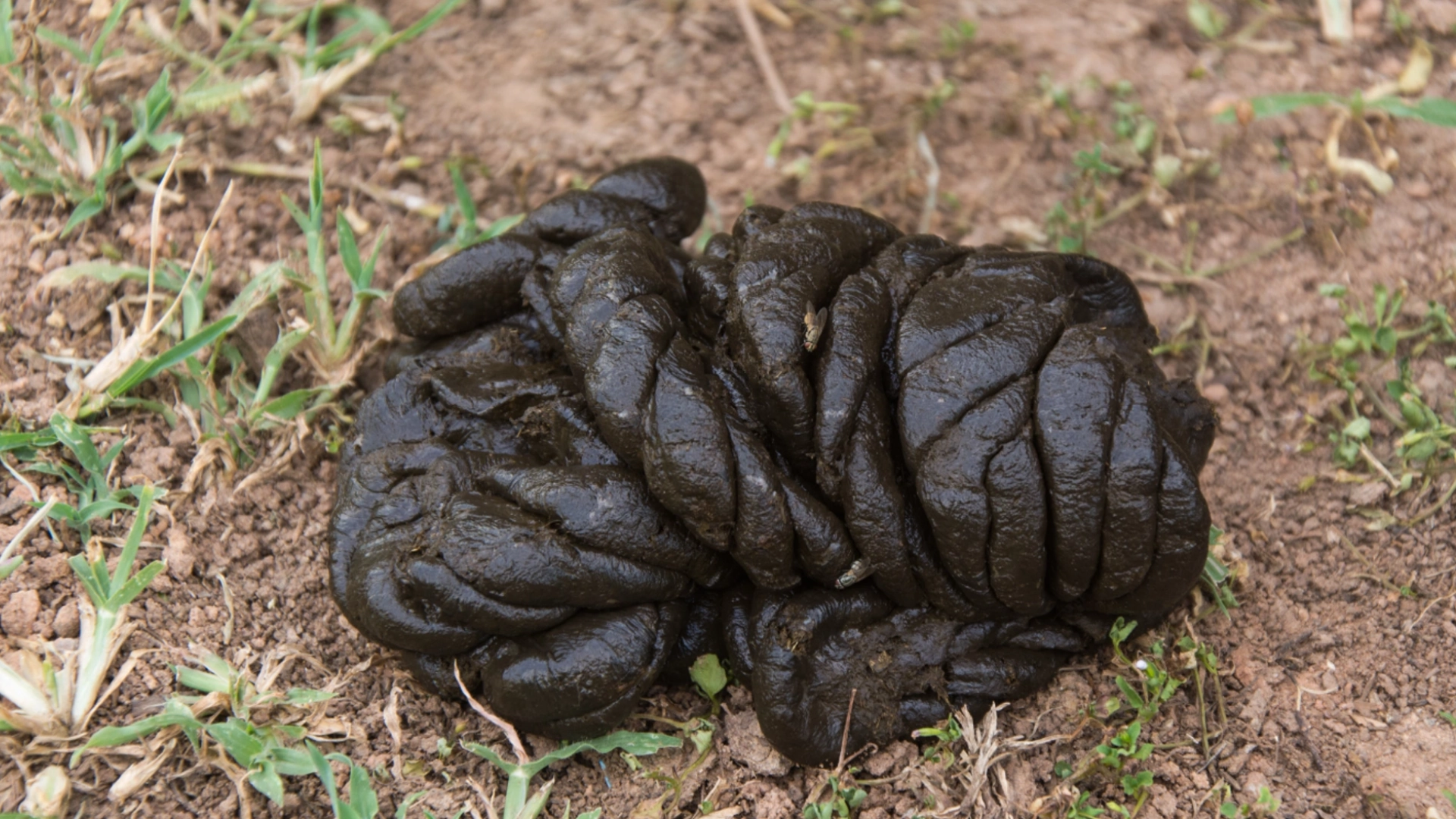 Reading Dung: Using Manure as a Diagnostic Tool on Small Dairy Farms