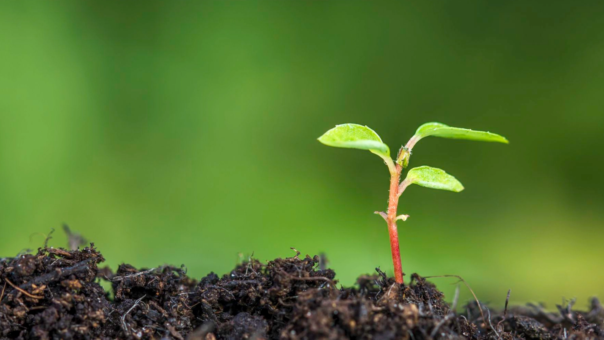 What Beginners Should Learn First: Soil, Crops, or Compost